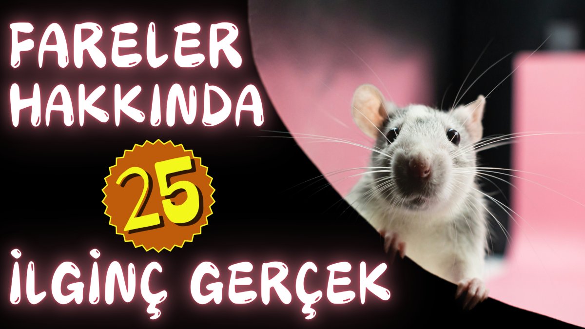 Fareler hakkında 25 ilginç gerçek