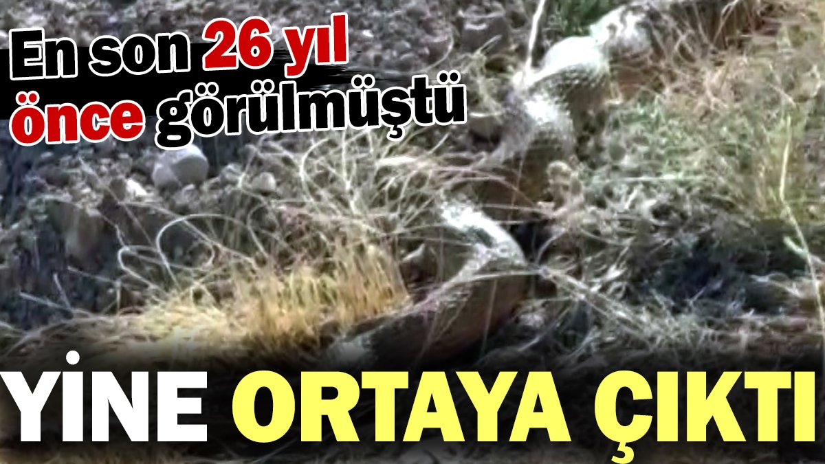 En son 26 yıl önce görülmüştü Sivas'ta ortaya çıktı