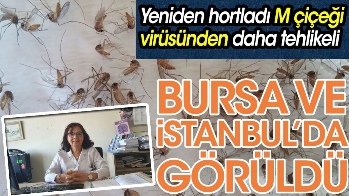 Bursa ve İstanbul'da görüldü. Yeniden hortladı, M Çiçeği virüsünden daha tehlikeli