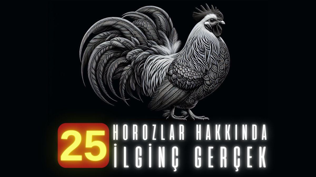 Horozlar hakkında 25 ilginç gerçek