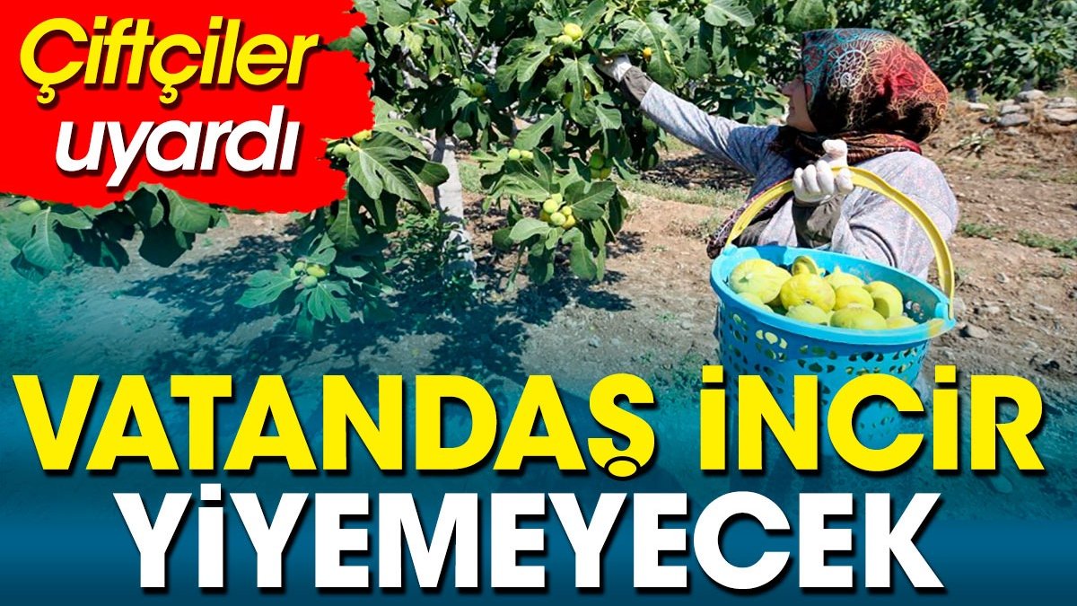 Vatandaş incir yiyemeyecek. Çiftçiler uyardı