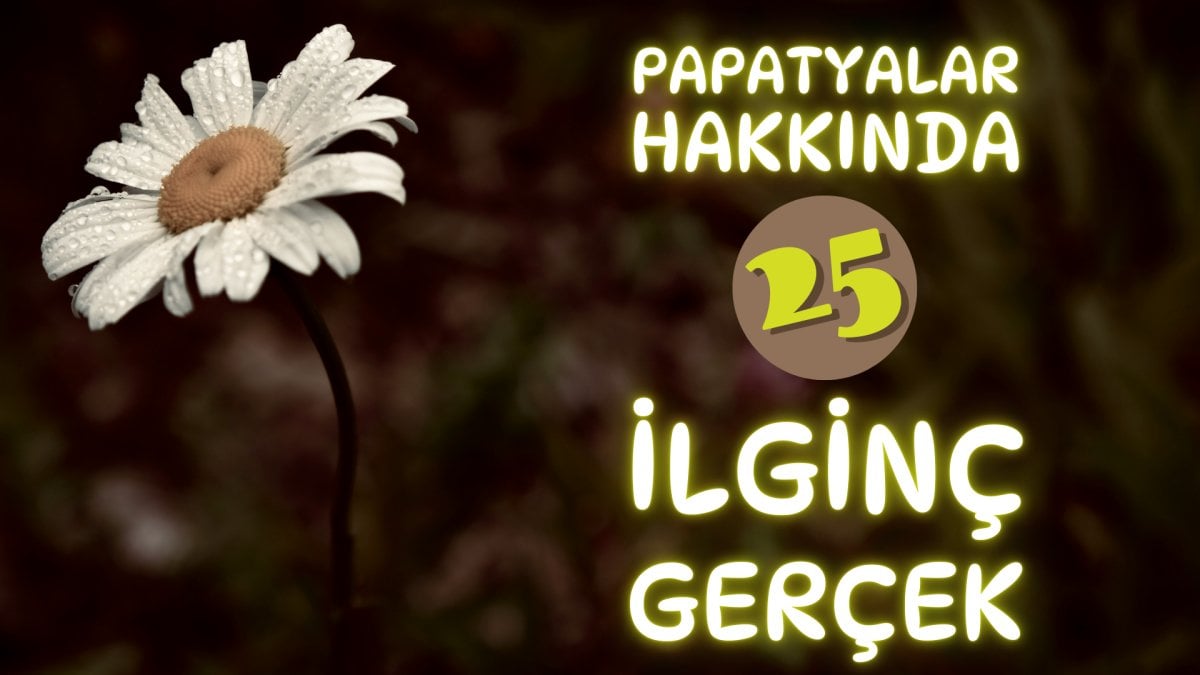 Papatyalar hakkında 25 ilginç gerçek