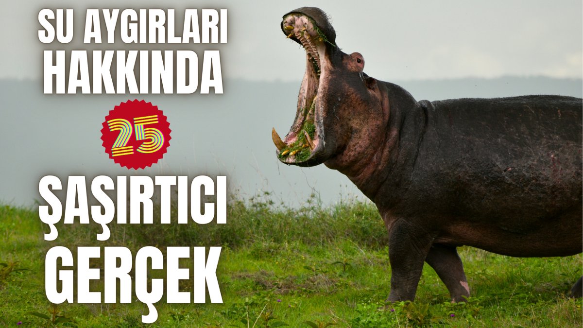 Su aygırları hakkında 25 şaşırtıcı gerçek