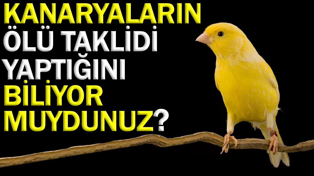 Kanaryaların ölü taklidi yaptığını biliyor muydunuz?