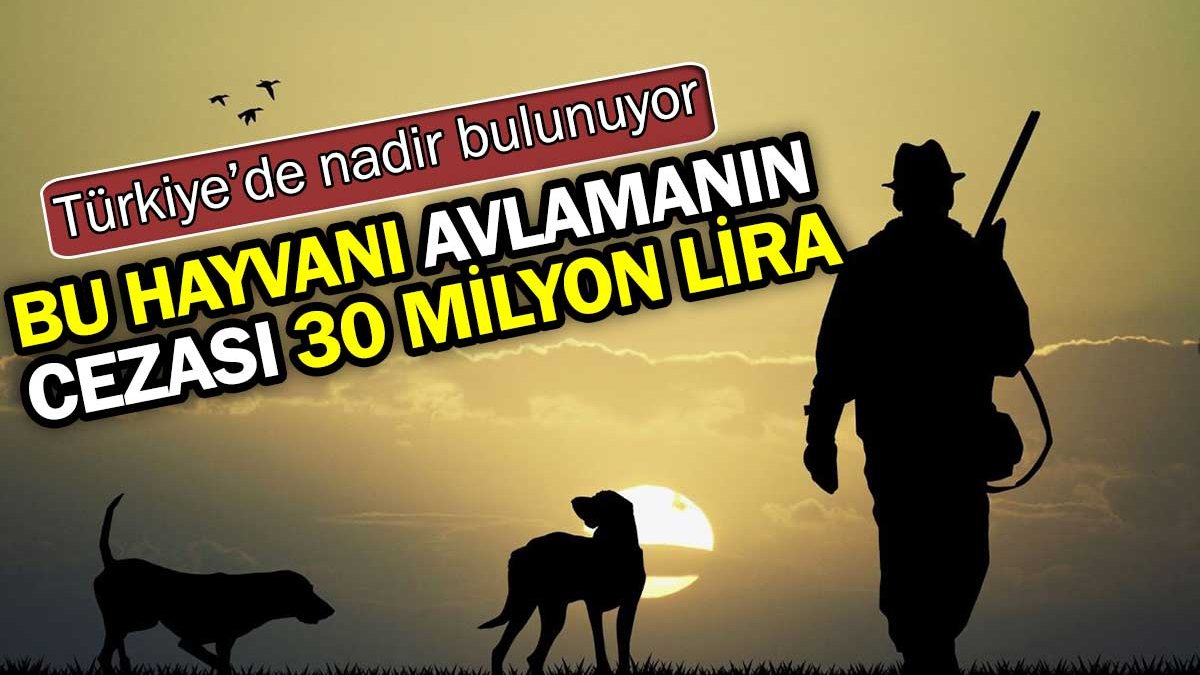 Anadolu Parsını avlayanlar yandı! Cezası 30 milyon lira