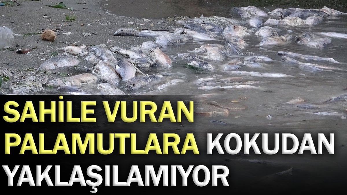 Sahile vuran palamutlara kokudan yaklaşılamıyor