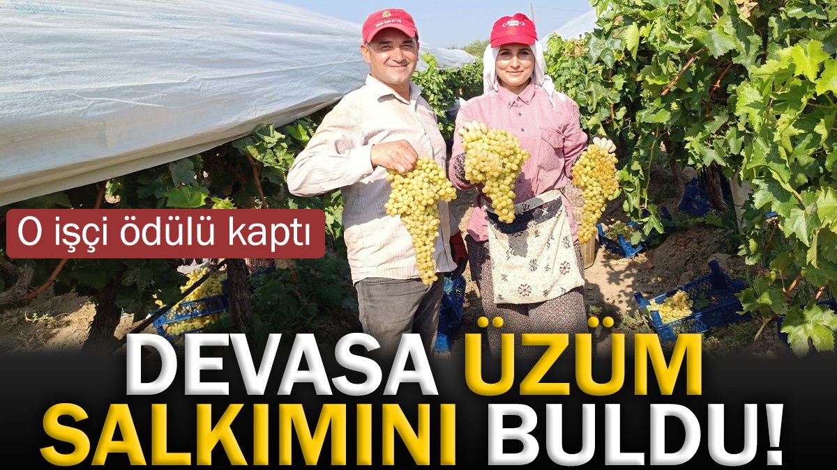 Devasa üzüm salkımını buldu! O işçi ödülü kaptı