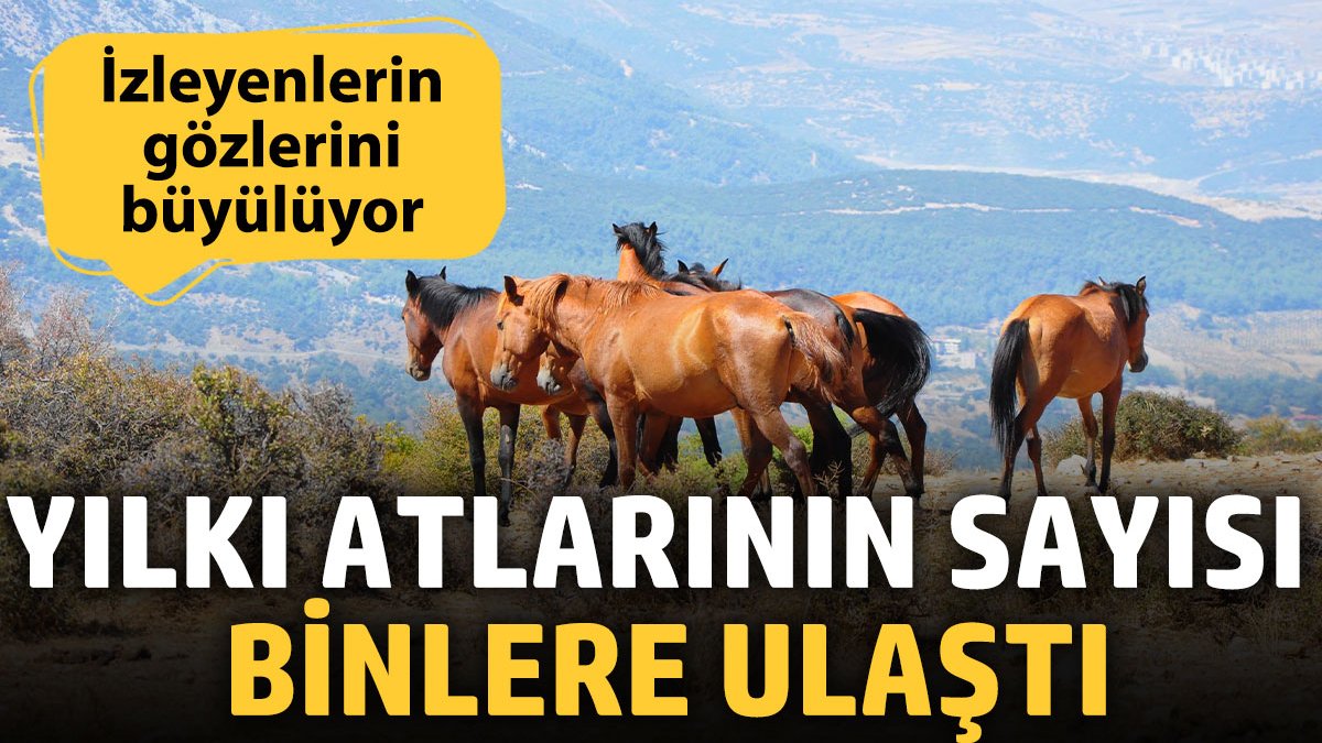 Yılkı atlarının sayısı binlere ulaştı. İzleyenlerin gözlerini büyülüyor