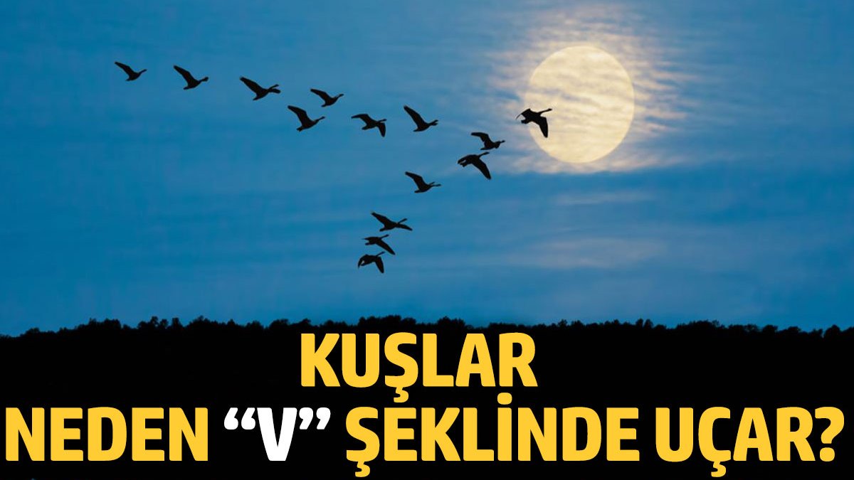 Kuşların uçuş sırrı: Neden "V" şeklinde uçarlar?