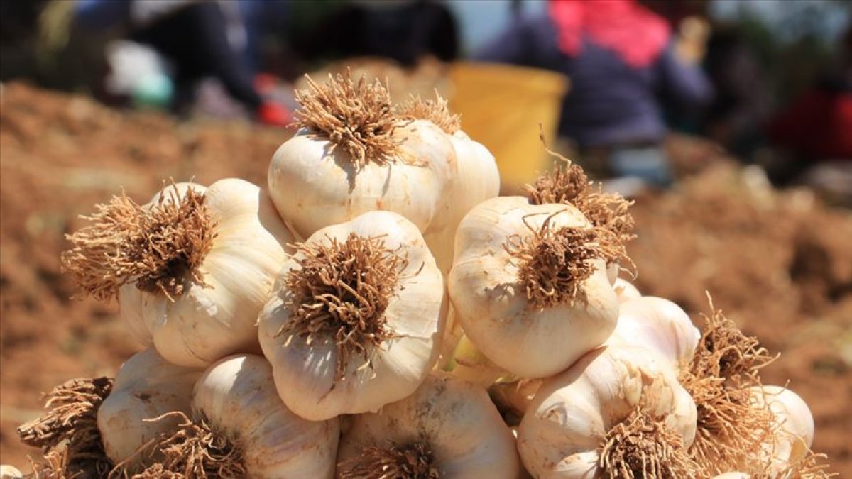 Sarımsak kabuklarıyla ne yapılır? Sarımsak kabuklarının kullanım alanları bakın neler