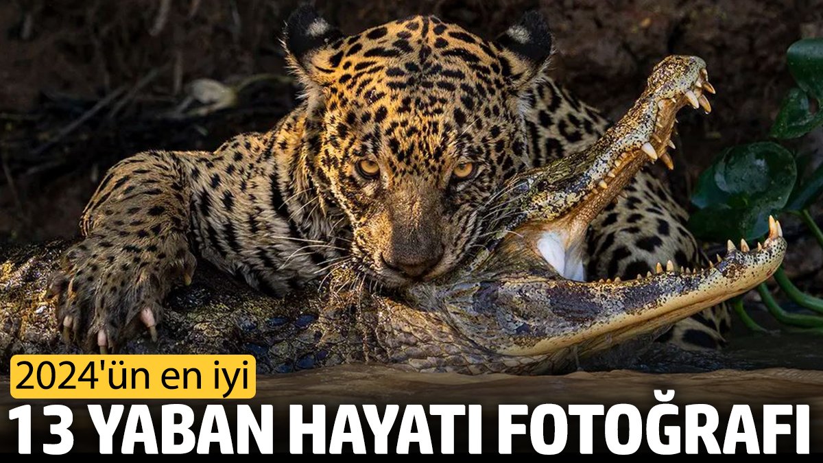 2024'ün en iyi 13 yaban hayatı fotoğrafı