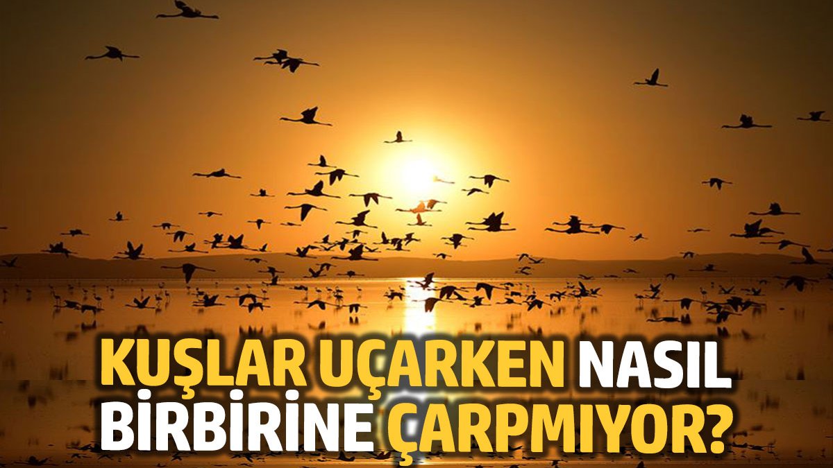 Kuşlar Uçarken Nasıl Birbirine Çarpmıyor?