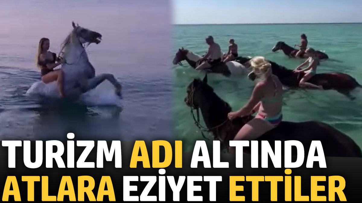 Turizm adı altında atlara böyle eziyet ettiler