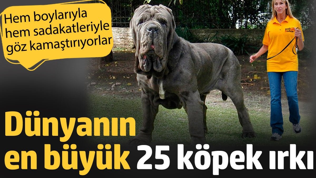 Dünyanın en büyük 25 köpek Irkı. Hem boylarıyla hem sadakatleriyle göz kamaştırıyorlar