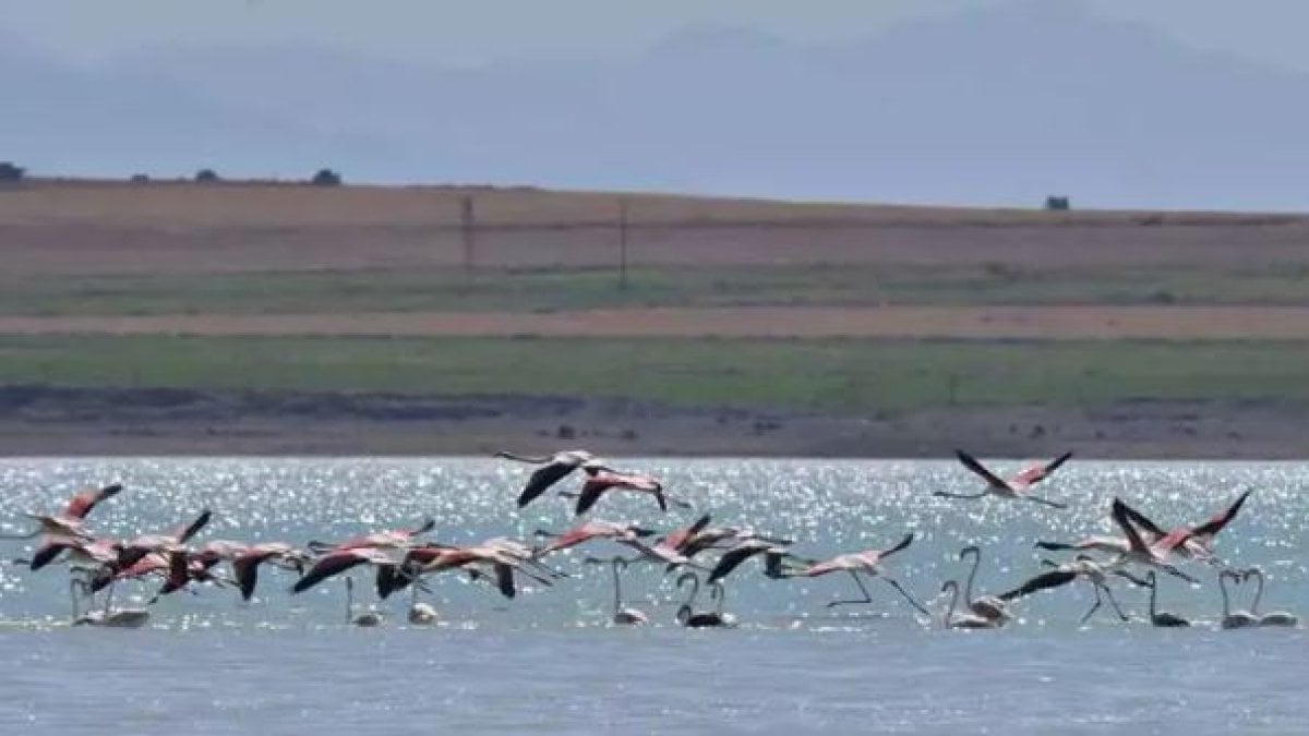 Arin Gölü'nde flamingo şöleni