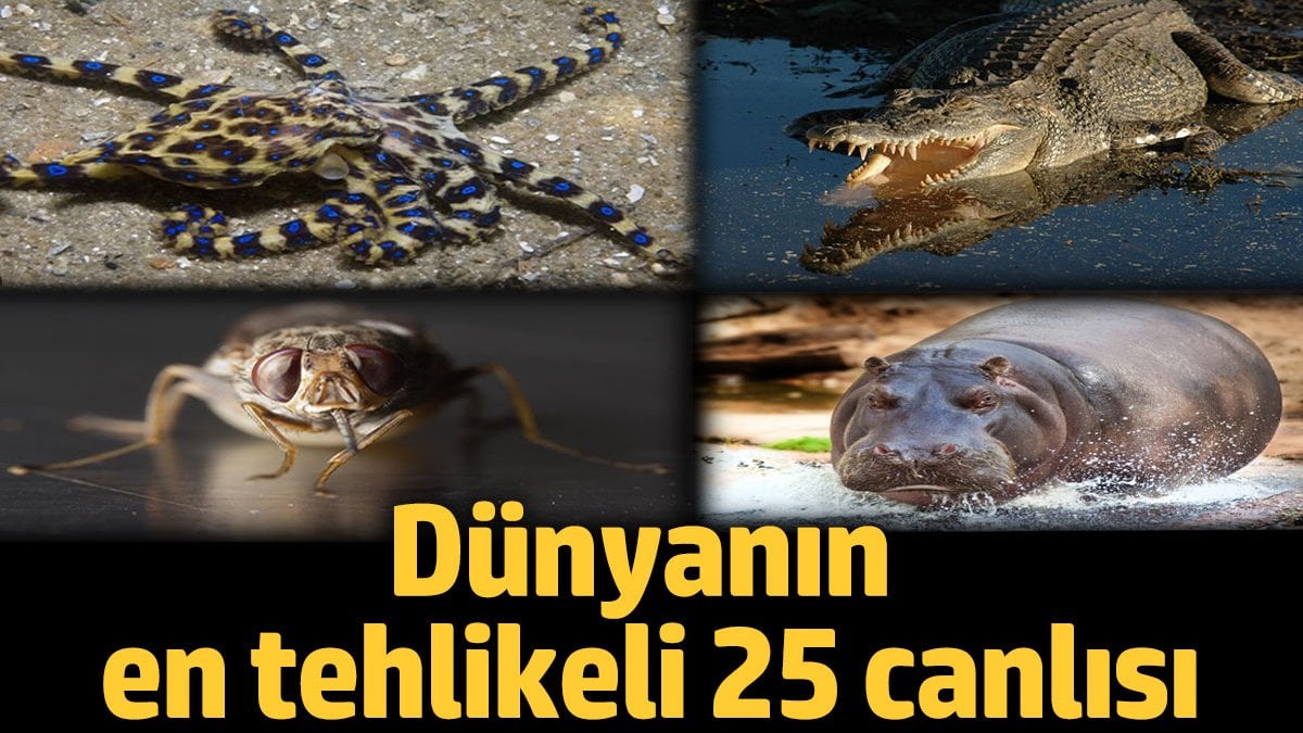 Dünyanın en tehlikeli 25 canlısı