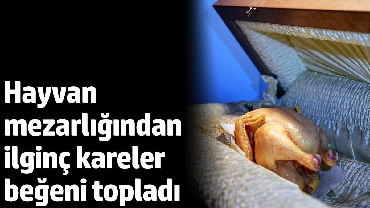 Hayvan mezarlığından ilginç kareler beğeni topladı