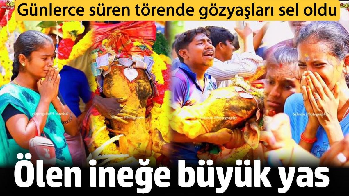 Hindistan’ta kutsal ineğin ölümüne büyük yas! Gözyaşları sel oldu