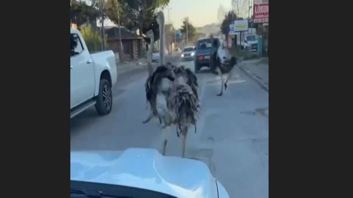 İstanbul'da deve kuşları kaçtı trafik felç oldu