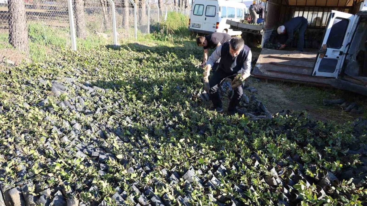 Bafra’da binlerce defne fidanı dağıtıldı