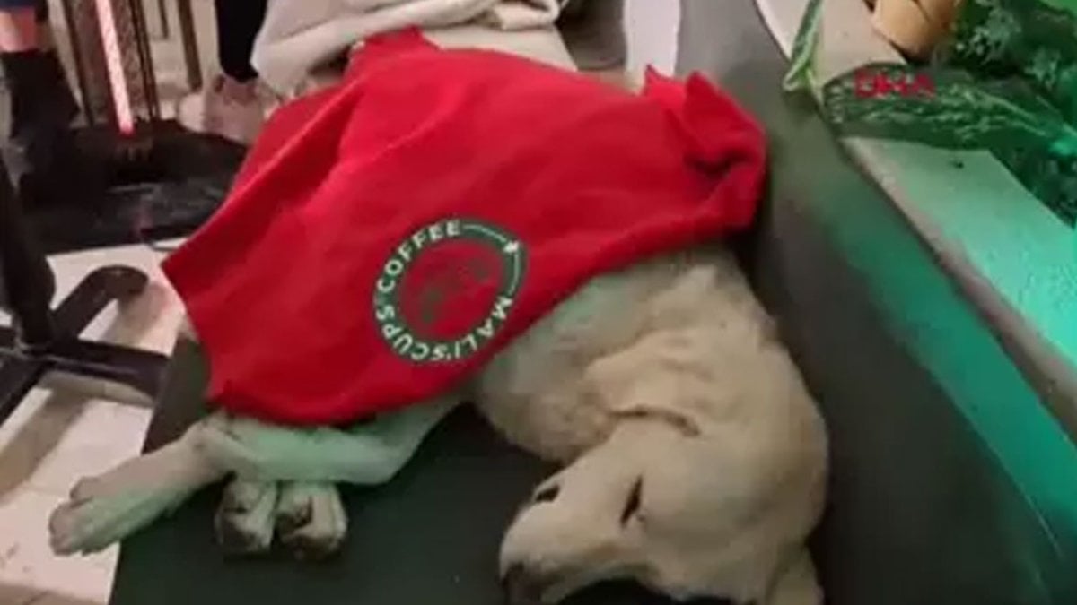 Yağmurda ıslanan köpeğe kafe çalışanları sahip çıktı