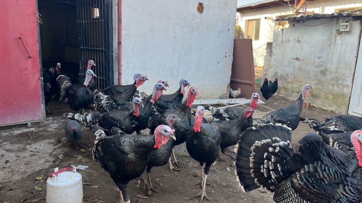 İzmir'de yeni yıla sayılı günler kala hindi satışları patladı