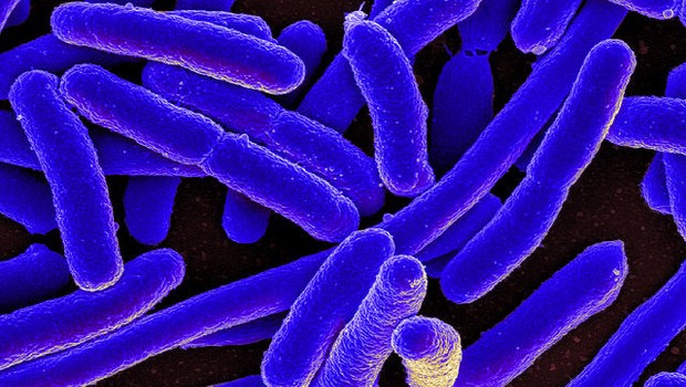 Tüm ilaçlara dirençli bakteri