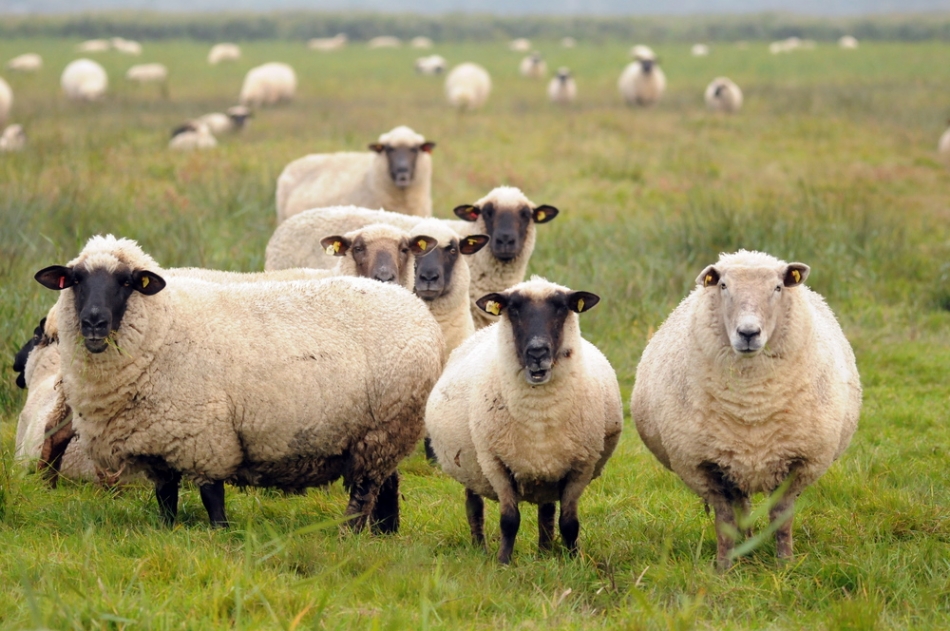 Esrar yiyen koyunlar köyü birbirine kattı!