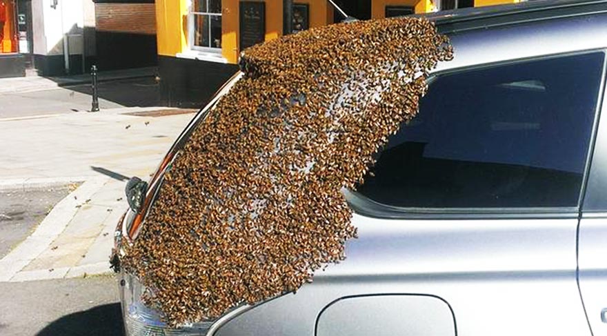 Binlerce arı, kraliçe arıyı kurtarmaya çalıştı