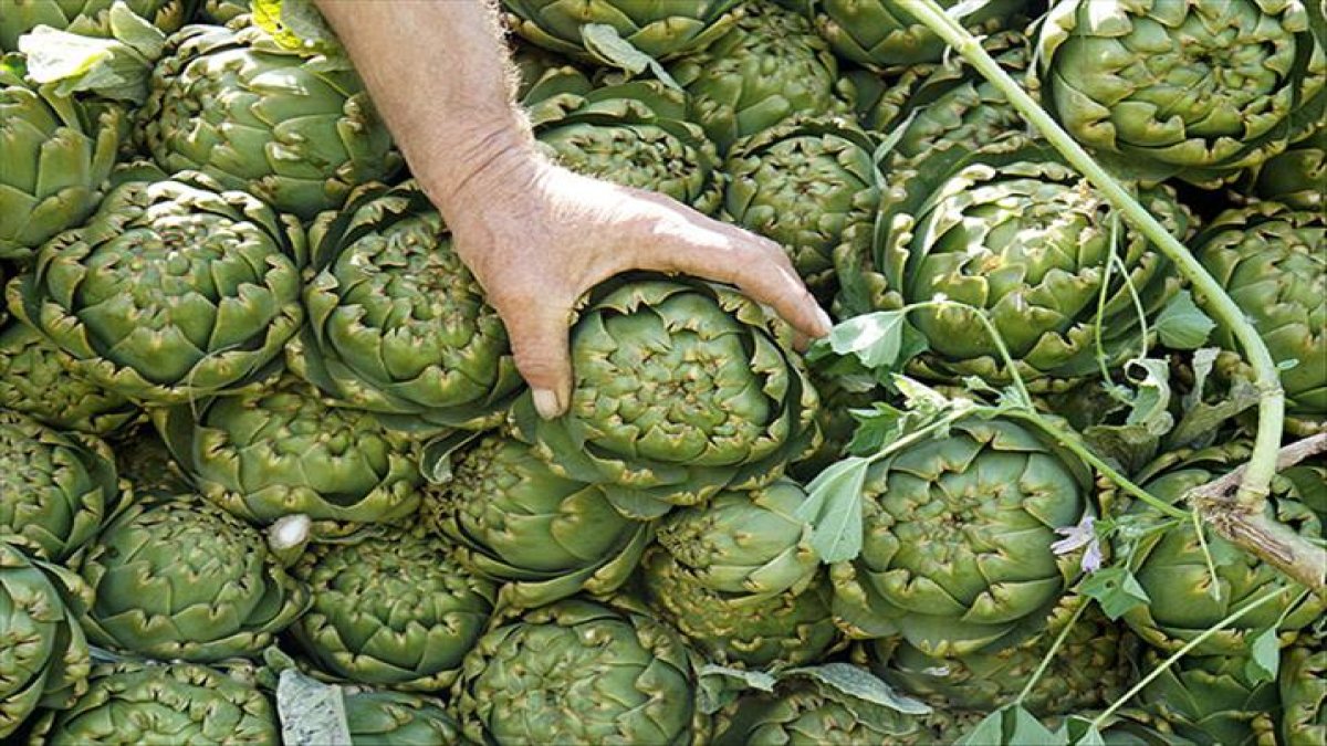 Mayıs ayı geldiğinde tüketilmesi gereken sebzeler! Mutlaka sofranızda olmalı