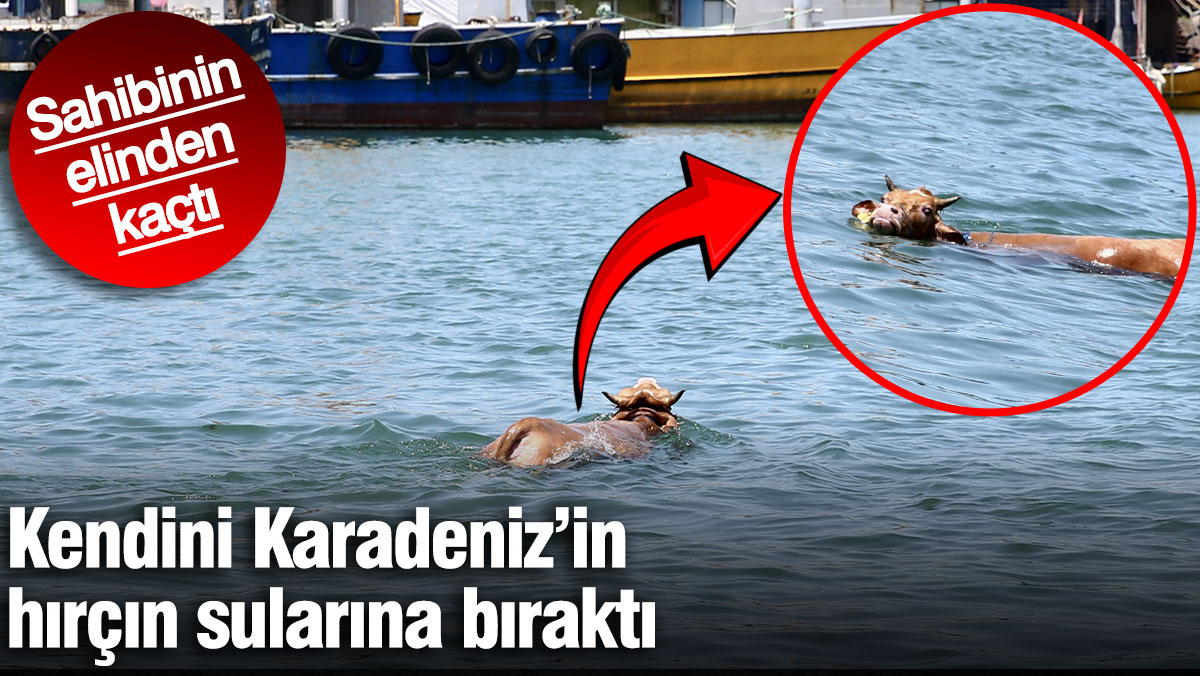 Sahibinin elinden kaçtı, kendini Karadeniz’in hırçın sularına bıraktı