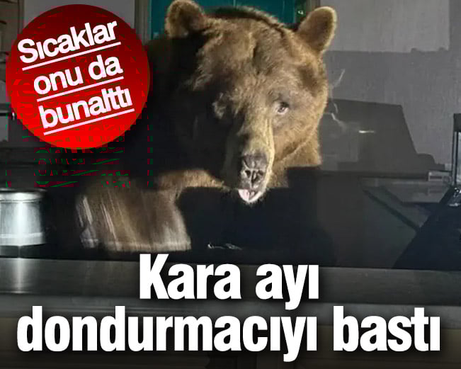 Kara ayı dondurmacıyı bastı