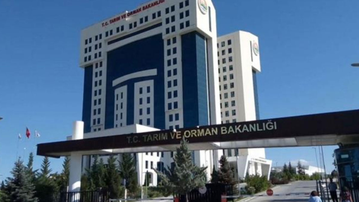Yanan ormanlar yeniden yeşerecek!