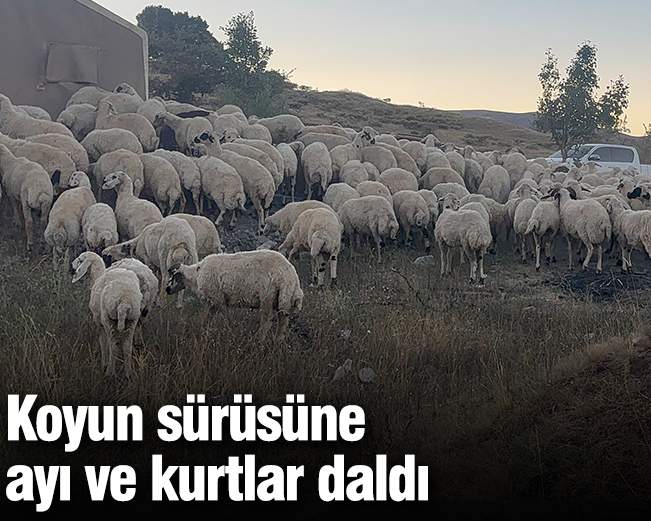 Koyun sürüsüne ayı ve kurtlar daldı