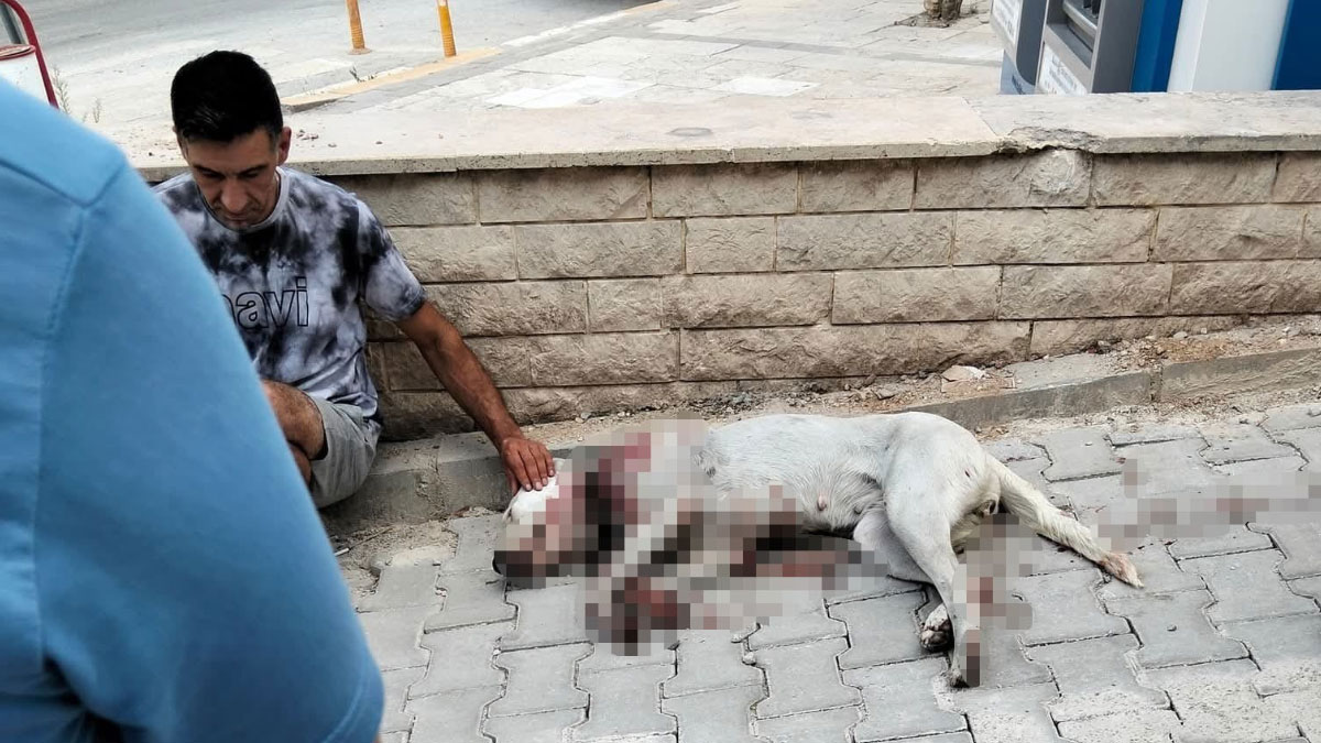 Hamile köpeği tüfekle vuran cani tutuklandı!