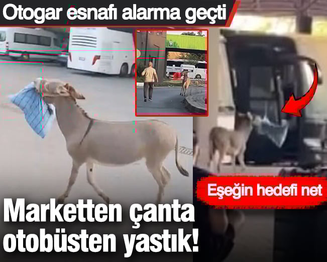 Marketten çanta, otobüsten yastık! Eşeğin hedefi net: Otogar esnafı alarma geçti