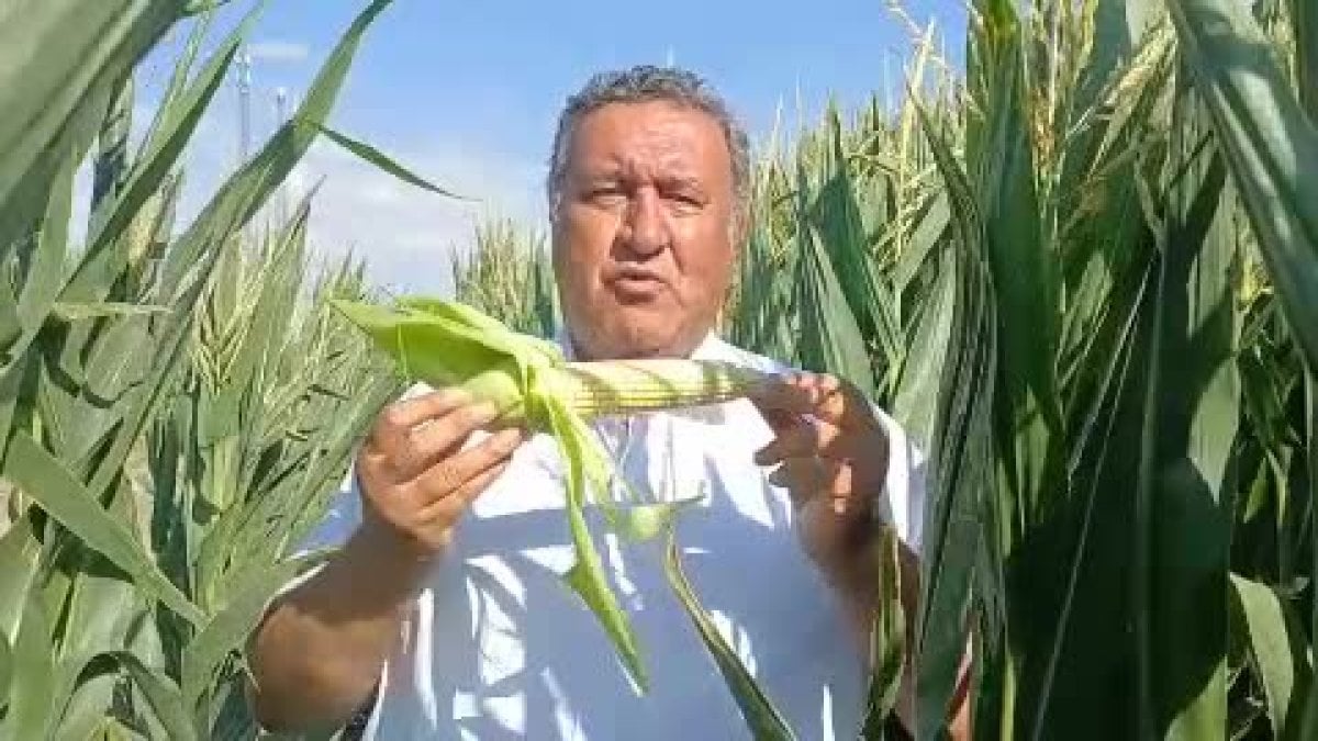 CHP'li Gürer'den mısır alım fiyatına tepki