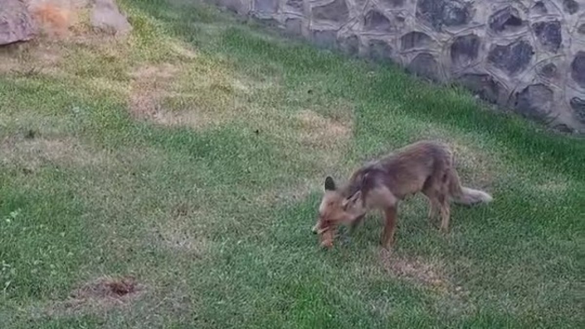 Piknikte yanlarına gelen tilkiye kadayıf dolması yedirdiler