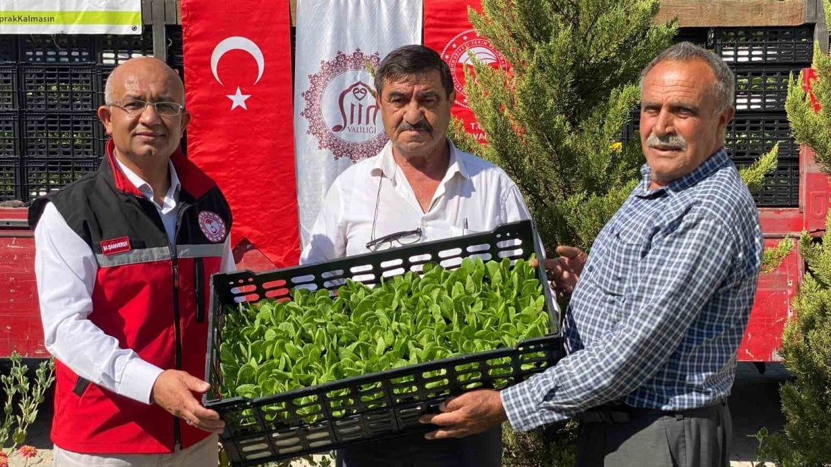 Siirt’te marul ve karnabahar fidesi dağıtıldı