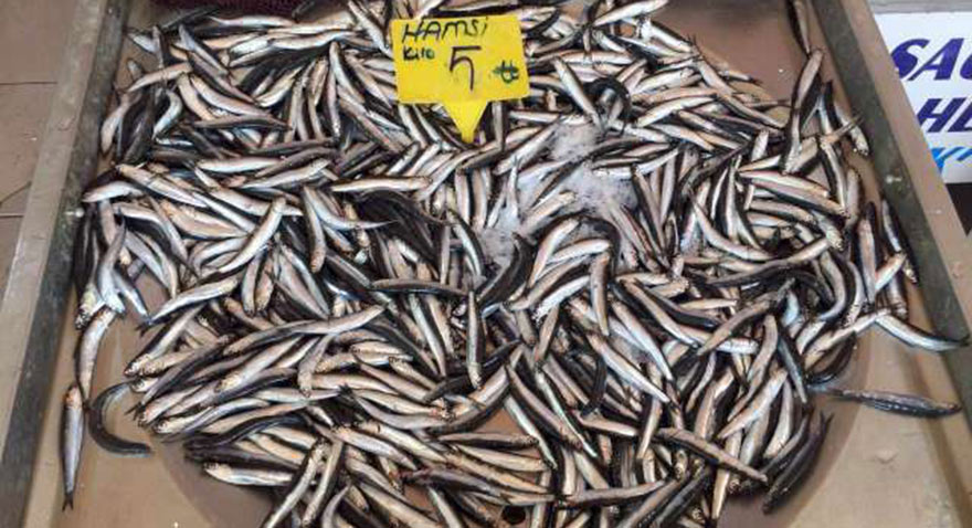 İstanbul’da balık bollaştı fiyatlar ucuzladı