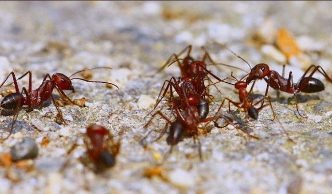 Karıncalar ülkeyi tehdit ediyor