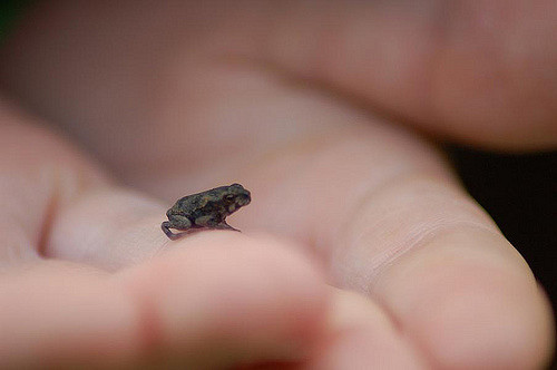 Hindistan’da mini-kurbağalar keşfedildi