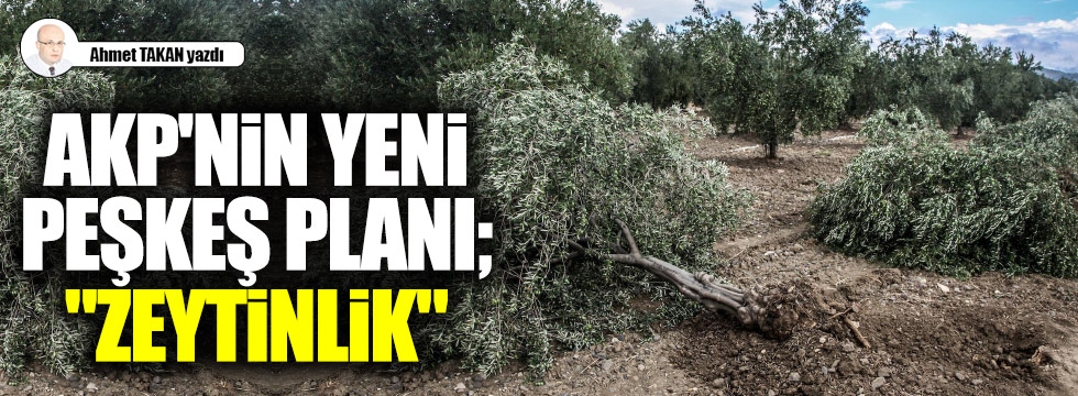 AKP'nin yeni peşkeş planı; "Zeytinlik"