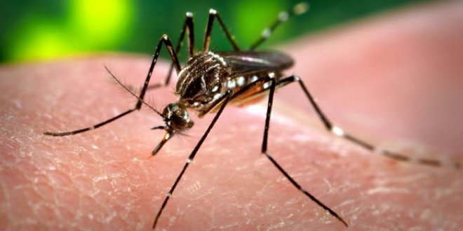 Sivrisinekleri uzak tutmanın çaresi bulundu