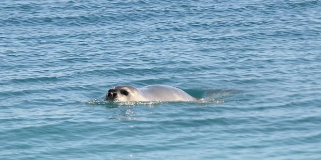 Konyaaltı Plajı'nda 'Akdeniz foku' heyecanı