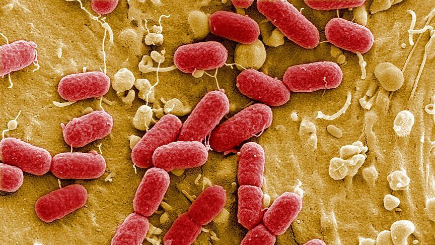 Antibiyotik direncine neden olan bakterinin gen transferi engellendi