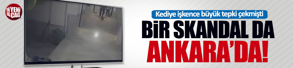 Bir kediye işkence skandalı da Ankara'da