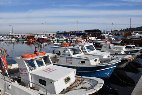 Marmara Denizi'nde görülmeye başladı - Resim : 2