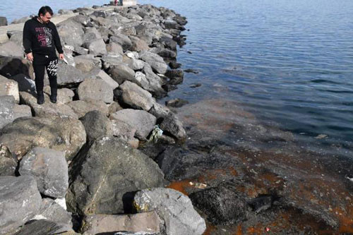 Marmara Denizi'nde görülmeye başladı - Resim : 3