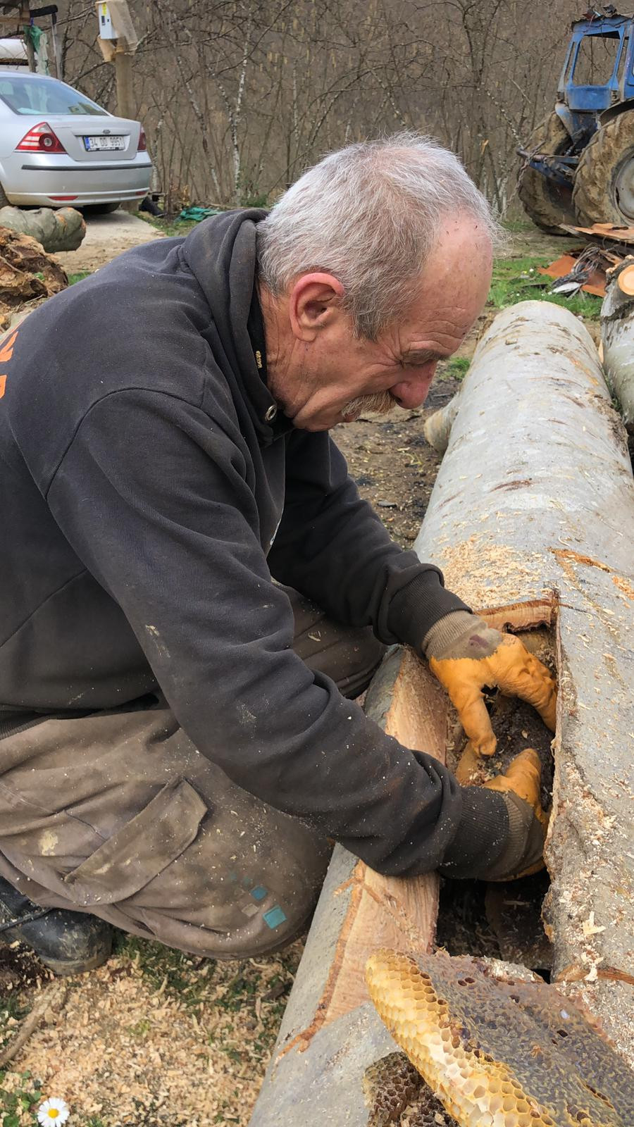 Sakarya'da çürük ağacı kesince tam ortasında buldu. Belgeselde gördüklerini kendisi yaşadı - Resim : 2